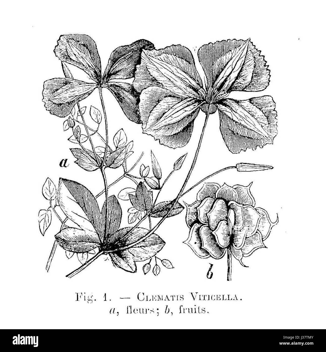 Clematis viticella est une espèce de plante à fleurs, connue pour ses fleurs violettes à bleues distinctives. Ce dessin capture la forme naturelle de la plante, en se concentrant sur l'arrangement floral et sa nature grimpante. Banque D'Images