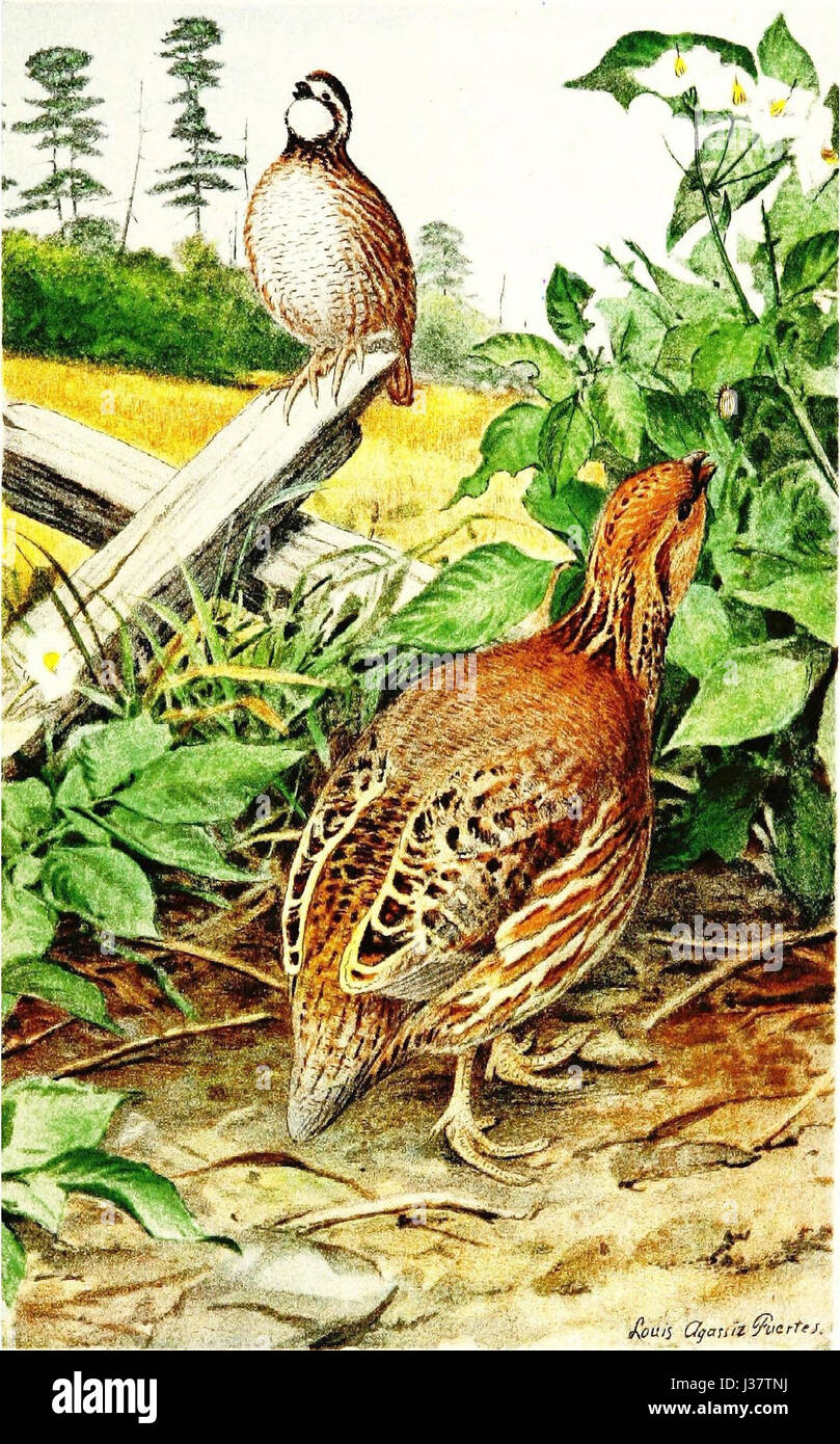 Colinus virginianus par L A Fuertes Banque D'Images