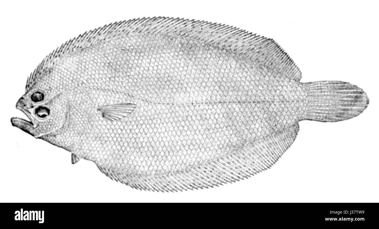 Citharichthys spilopterus est une espèce de poisson plat connue pour ses marques distinctives et son habitat dans les eaux côtières. Il fait partie de la famille des Citharidae et se trouve dans l'est de l'océan Atlantique. Banque D'Images
