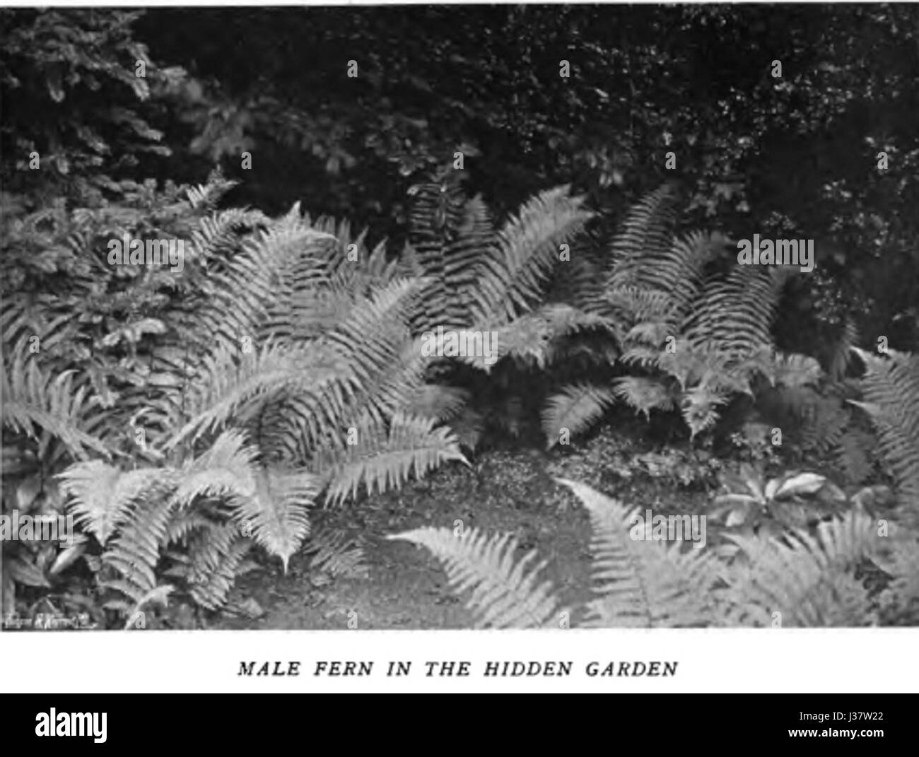 Ce titre fait référence à une publication ou étude portant sur l'utilisation de la couleur dans les jardins de fleurs, peut-être comme exploration de l'horticulture, de la vie végétale et de la conception de jardins. Banque D'Images