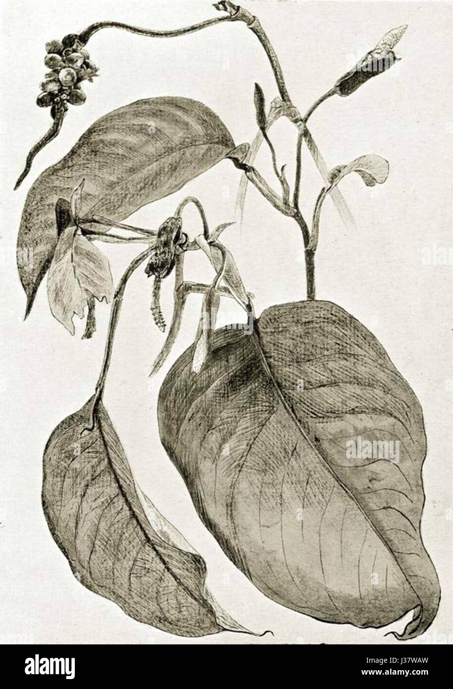 Culcasia arum 1906 Banque D'Images