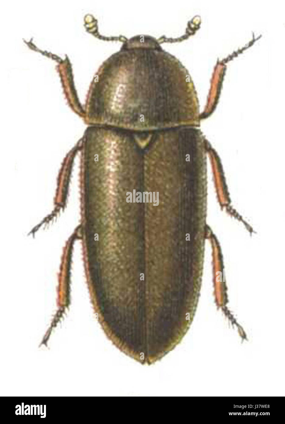 .Dermestes maculatus.. Banque D'Images