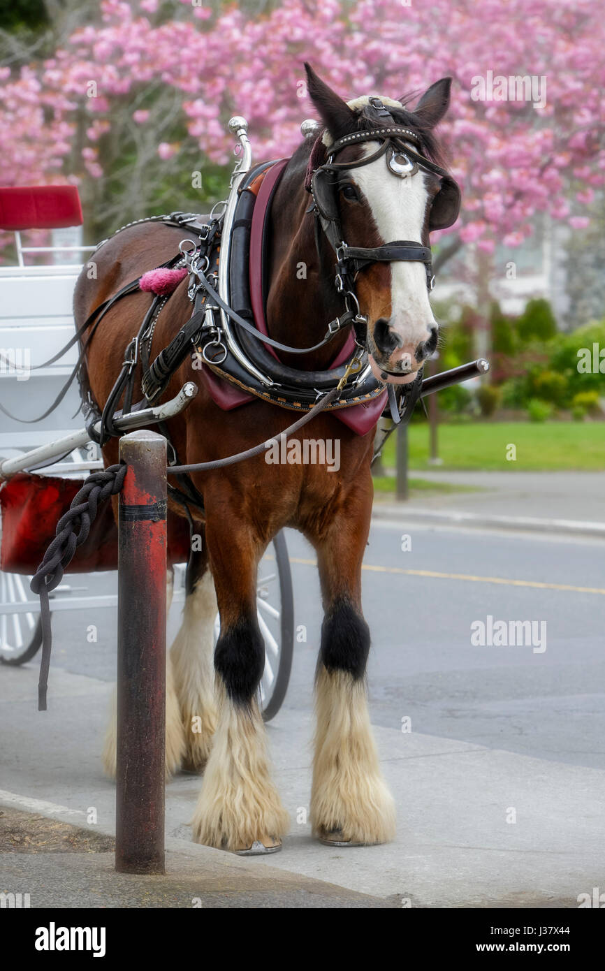 Promenade des Cerisiers Japonais dans Spring-Victoria, British Columbia, Canada. Banque D'Images