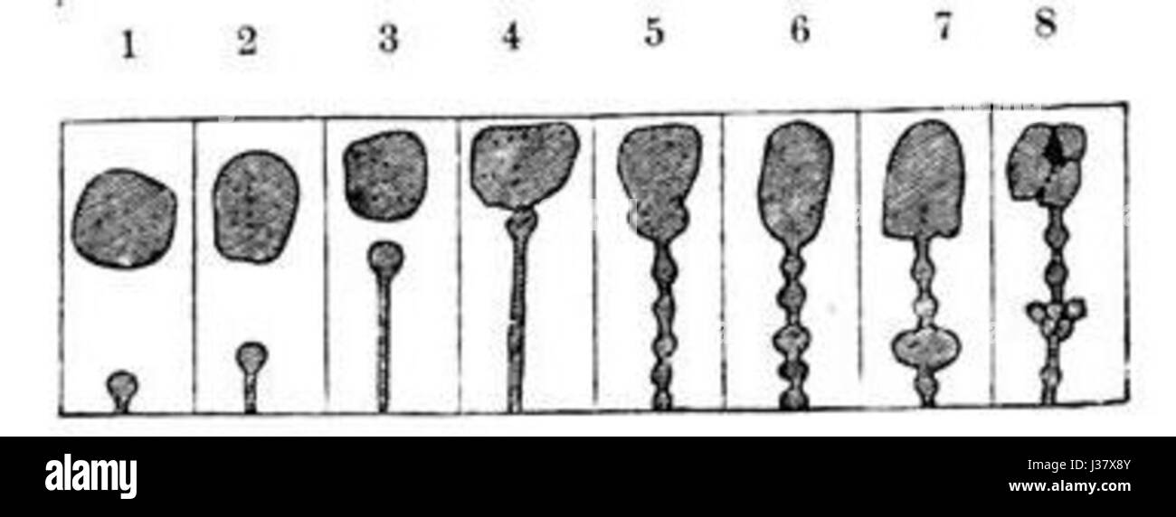 Il s'agit d'une publication ou d'une étude liée à la propriété intellectuelle ou à la recherche de Charles Darwinâ™ de 1809. Le document est susceptible d'être un travail significatif concernant ses contributions scientifiques, en particulier en biologie et en évolution. Banque D'Images