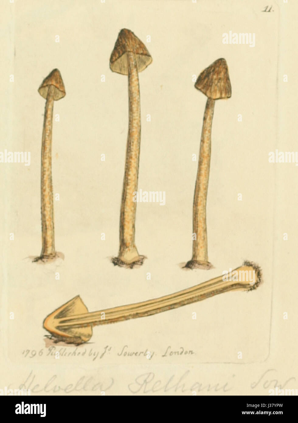 Ce travail illustre diverses espèces de champignons et champignons originaires d'Angleterre, fournissant des images détaillées et des informations scientifiques sur chaque espèce. Banque D'Images