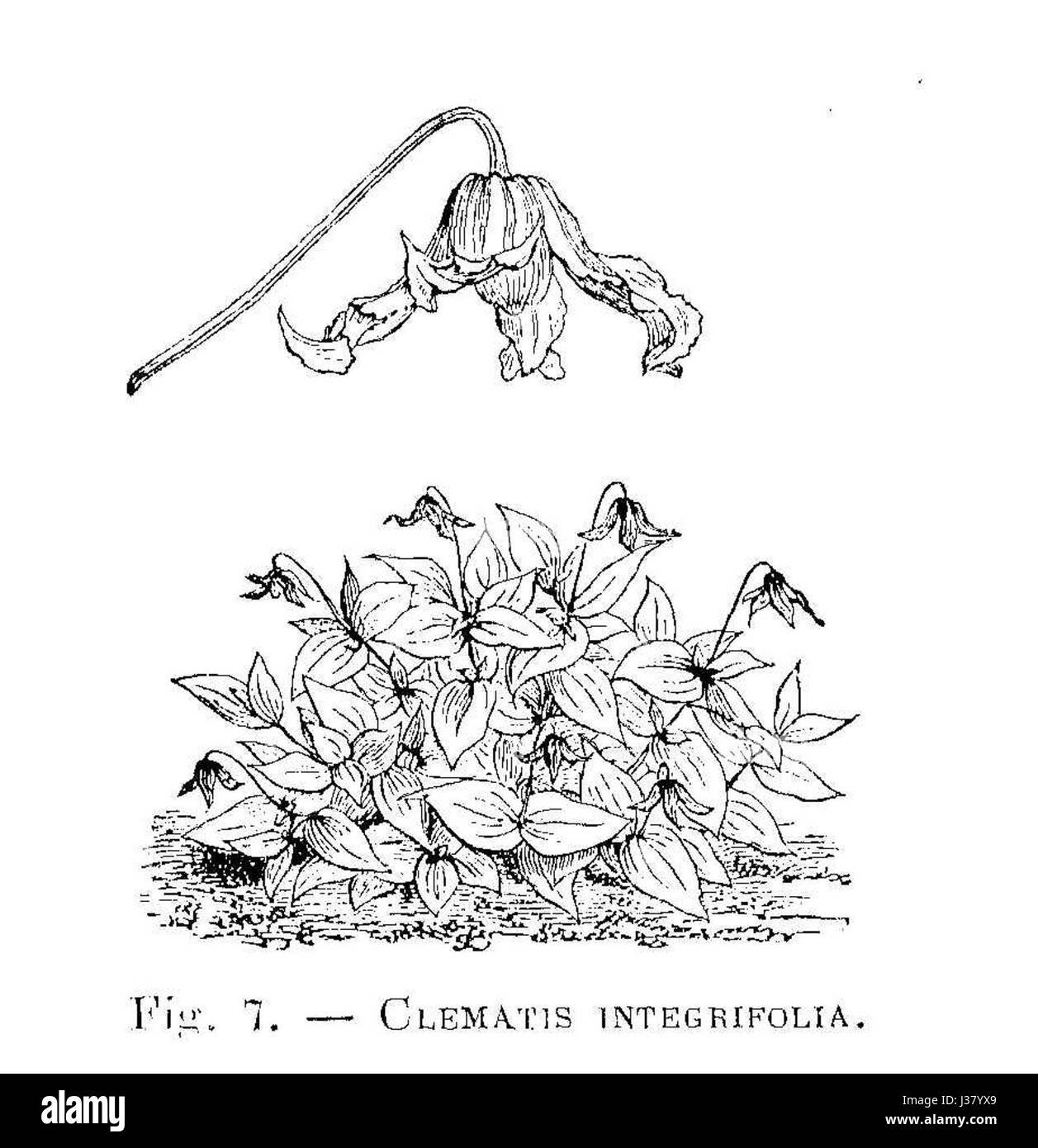 Clematis integrifolia est une espèce de plante à fleurs connue pour ses feuilles lisses et entières et ses fleurs bleu-violet. L'illustration représente probablement la plante dans les détails botaniques, mettant en valeur ses caractéristiques et sa beauté. Banque D'Images