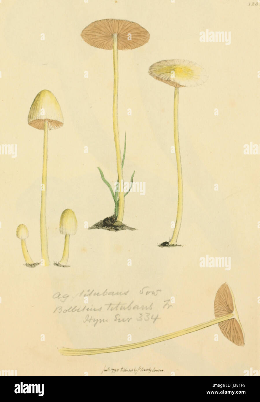 Ceci fait partie de « figures colorées de champignons anglais ou champignons », une série présentant des illustrations botaniques de diverses espèces de champignons originaires d'Angleterre. Les illustrations sont remarquables pour leur précision scientifique et leurs détails esthétiques. Banque D'Images