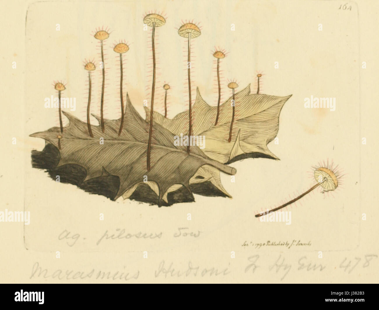 Ce titre fait référence à une œuvre illustrée qui représente divers champignons ou champignons originaires d'Angleterre. Il fournit des représentations colorées de ces organismes, probablement à des fins scientifiques ou éducatives. Banque D'Images