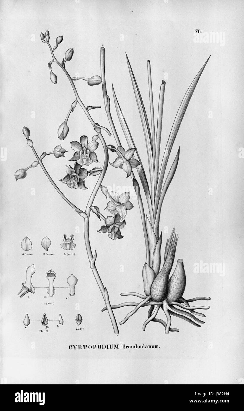 Une illustration botanique de Cyrtopodium brandonianum, une espèce d'orchidée, mettant en évidence ses fleurs distinctives et sa classification dans le règne végétal. Banque D'Images