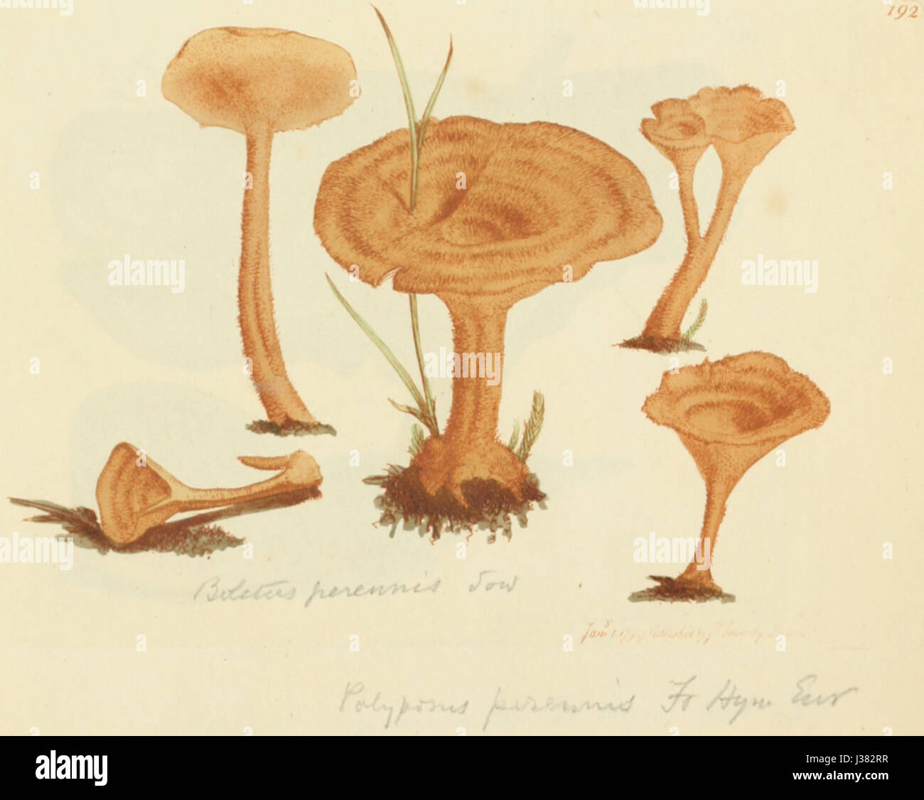 Ce titre fait référence à un livre ou une collection intitulé *figures colorées de champignons anglais ou de champignons*, présentant diverses espèces de champignons en couleur. Il s'agit probablement d'un travail botanique ou mycologique important. Banque D'Images