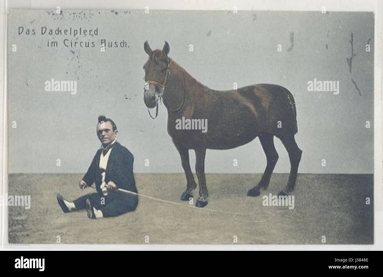 Le Dackelpferd, ou « Teckel Horse », est un terme allemand traditionnel faisant référence à une race de chevaux de petite taille. Cette race se caractérise souvent par sa construction robuste et sa petite stature, couramment utilisée pour les travaux à faible courant d'air dans les zones rurales. Banque D'Images