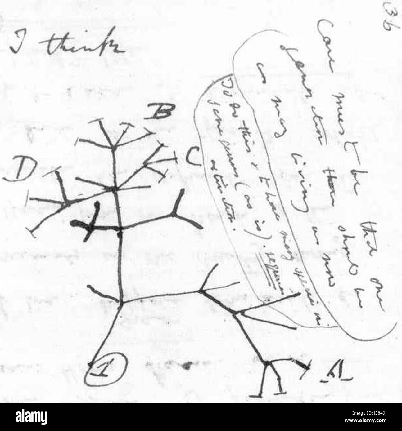 Le premier arbre de Charles Darwin, une illustration représentant ses premiers travaux sur la théorie de l'évolution. C’est une pièce essentielle pour comprendre son parcours scientifique et le développement d’idées de sélection naturelle. Banque D'Images