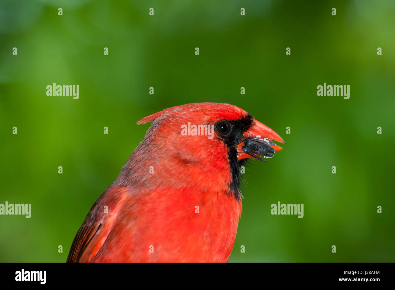 Vadnais Heights, Minnesota. Mâles du Cardinal, Cardinalis cardinalis, ouverture d'un tournesol au printemps. Banque D'Images