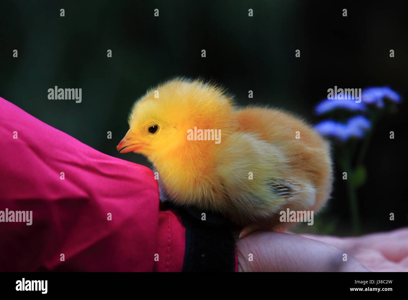 un poulet de bébé Banque D'Images un poulet de bébé Banque D'Images