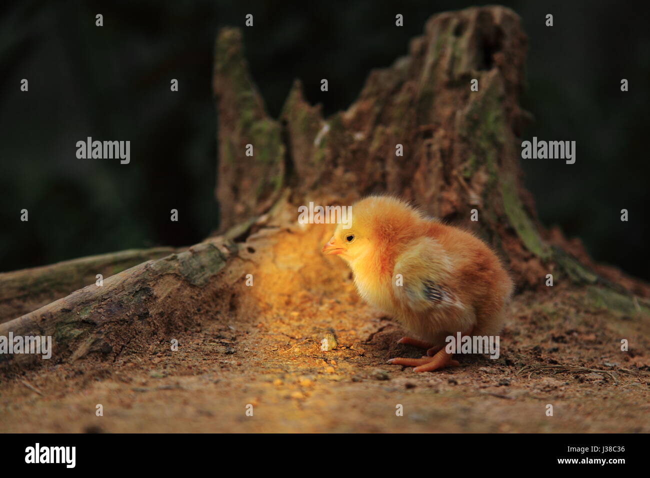 un poulet de bébé Banque D'Images un poulet de bébé Banque D'Images