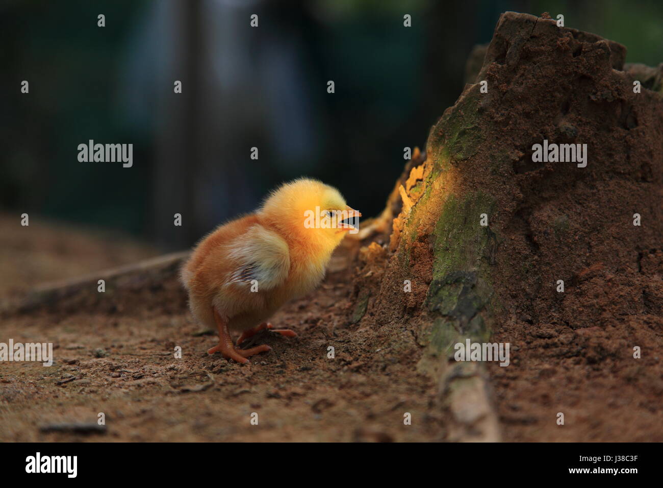 un poulet de bébé Banque D'Images un poulet de bébé Banque D'Images