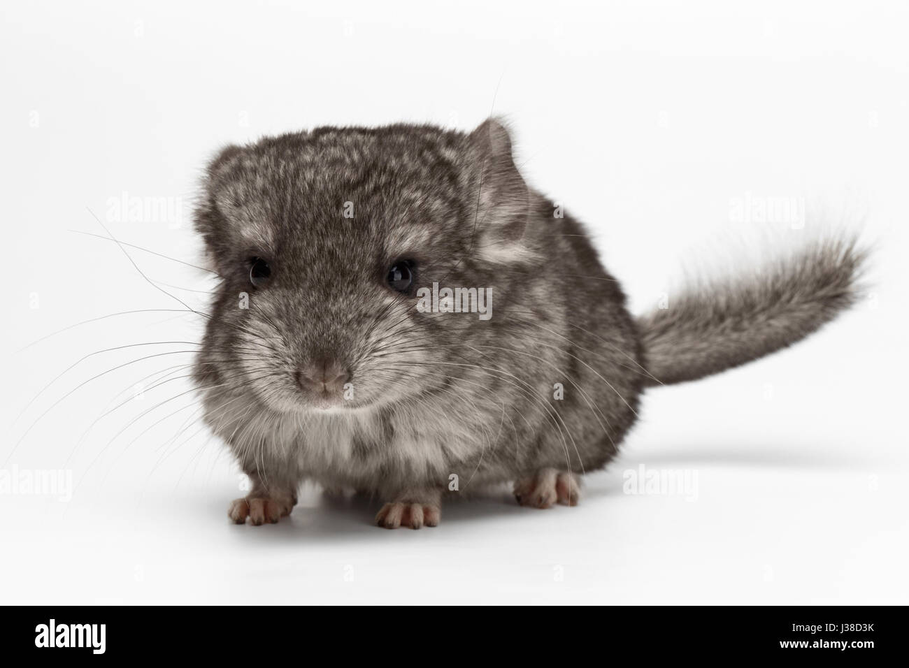 Bebe Chinchilla Gris Sur Blanc Photo Stock Alamy Bebe Chinchilla Gris Sur Blanc Photo Stock Alamy