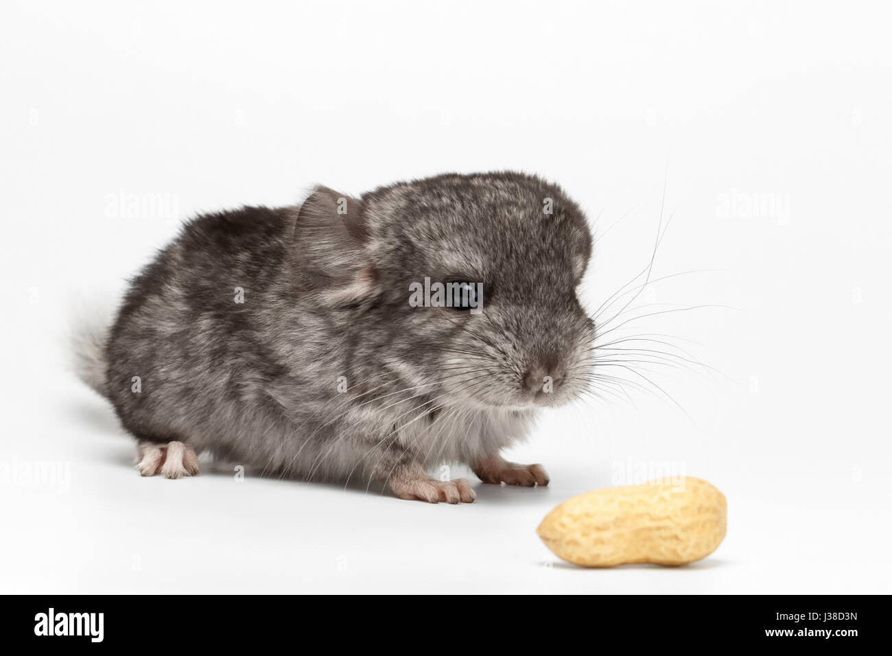Baby Chinchilla Banque D Image Et Photos Alamy Baby Chinchilla Banque D Image Et Photos Alamy