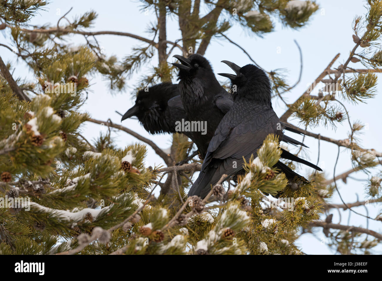 Grand Corbeau Corvus corax / Kolkraben ( ) en hiver, perché dans un arbre conifère, appelant bruyamment, montrant le comportement de cour, interaction, WY, États-Unis d'Amérique. Banque D'Images