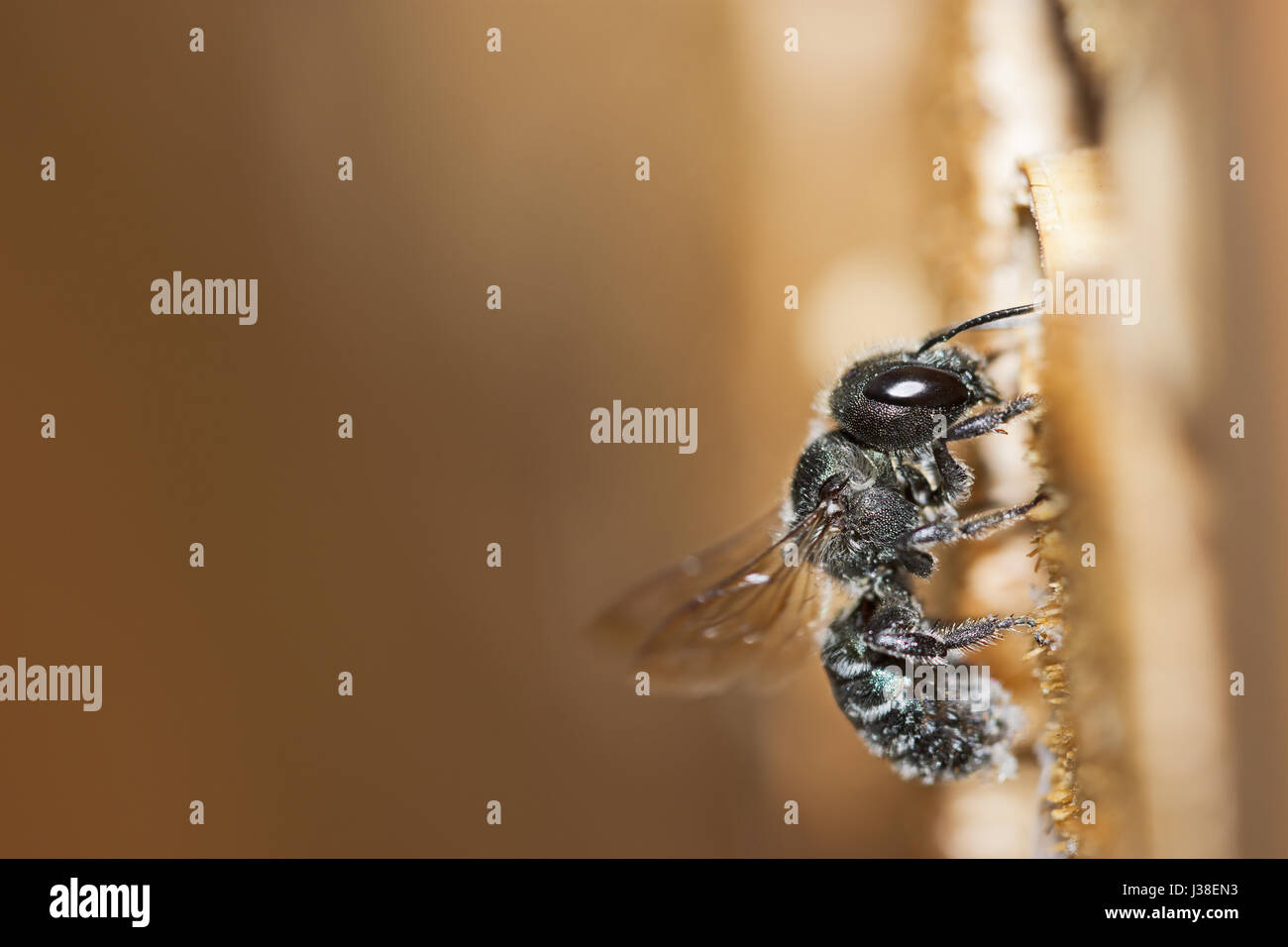 Osmia caerulescens, bleu abeille maçonne, une espèce d'abeille solitaire, entrant dans son nid d'un insecte hôtel. Banque D'Images