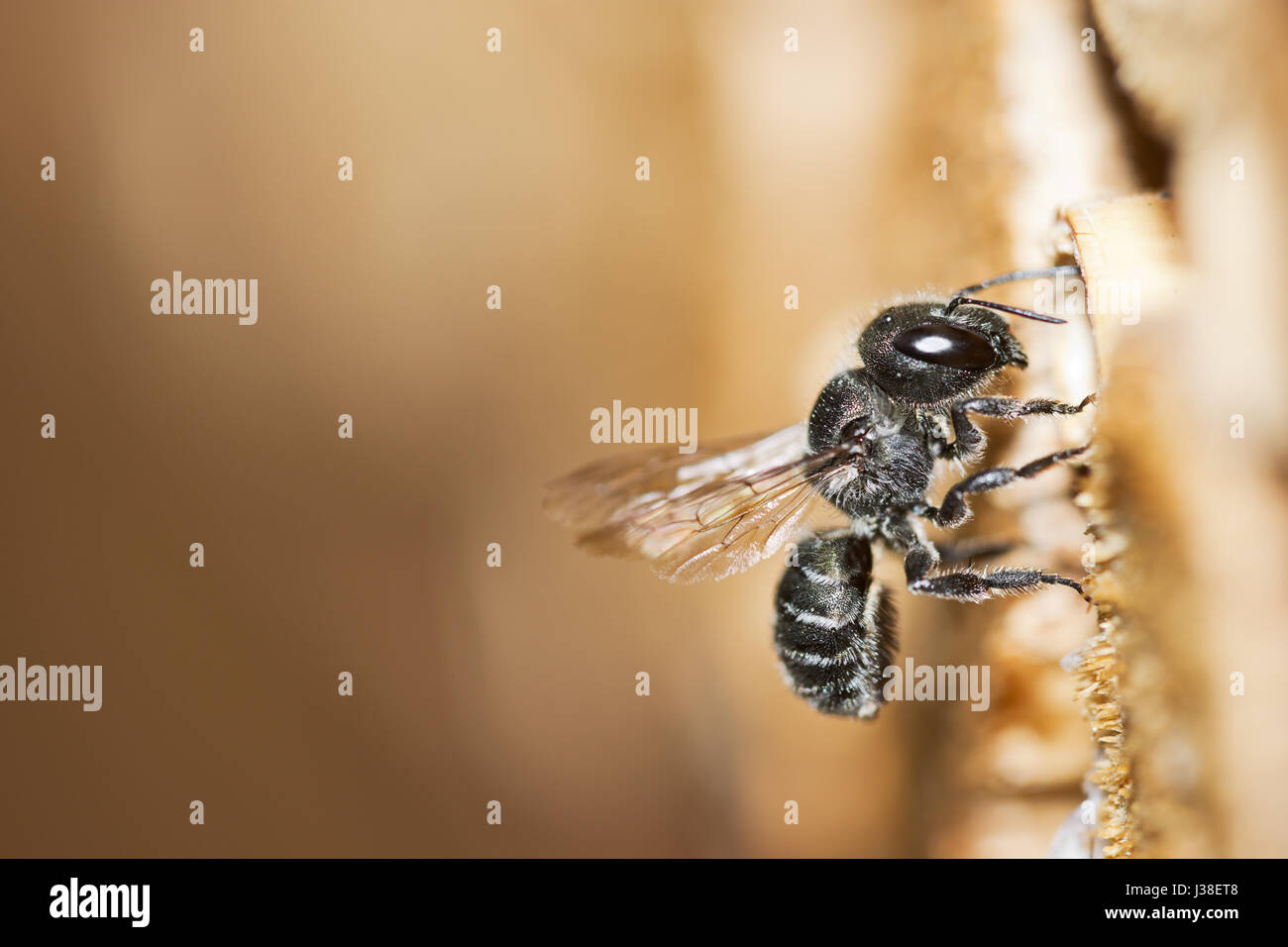 Osmia caerulescens, bleu abeille maçonne, une espèce d'abeille solitaire, approchant un insecte hôtel. Banque D'Images