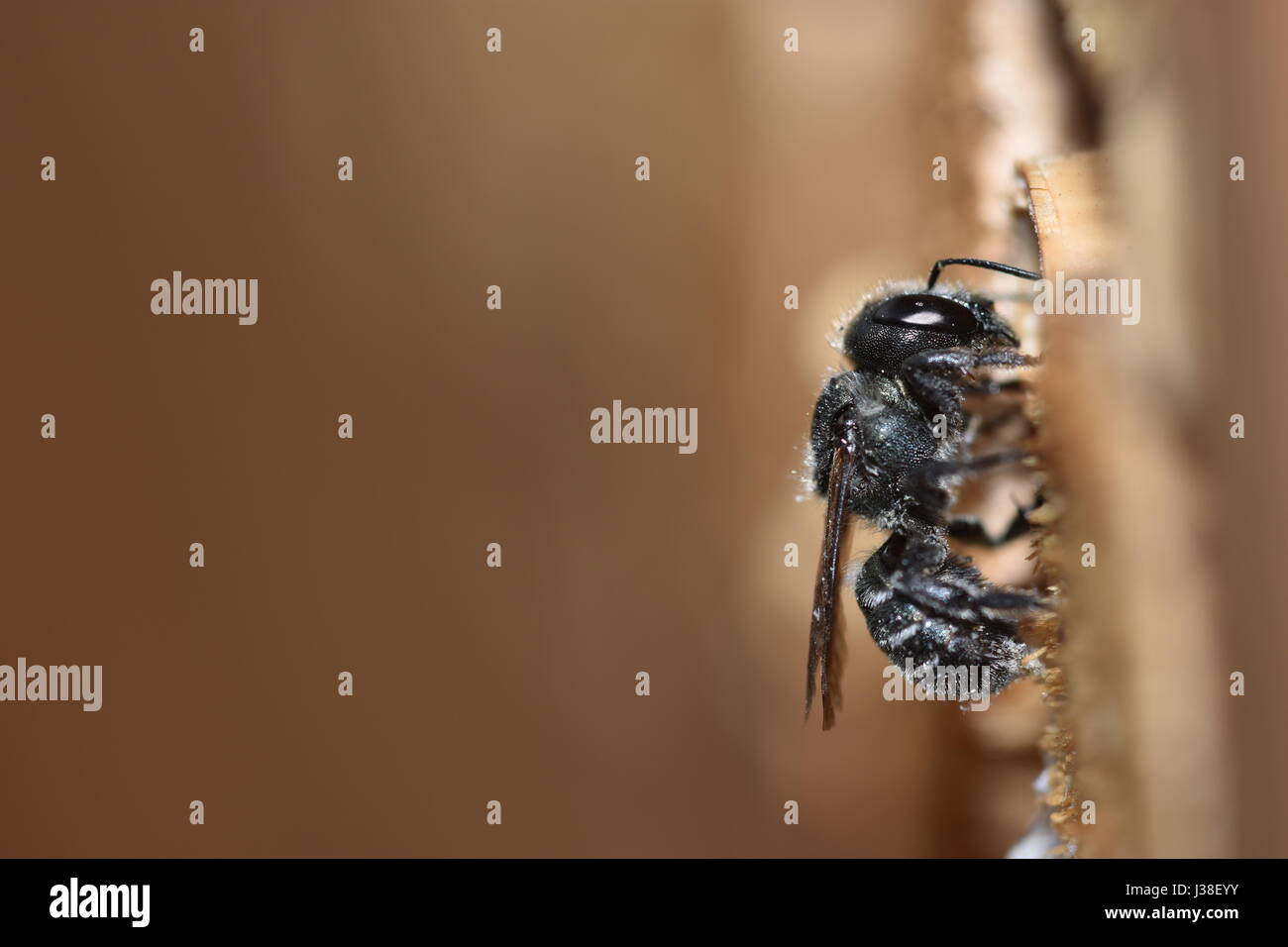 Osmia caerulescens, bleu abeille maçonne, une espèce d'abeille solitaire, entrant dans son nid d'un insecte hôtel. Banque D'Images