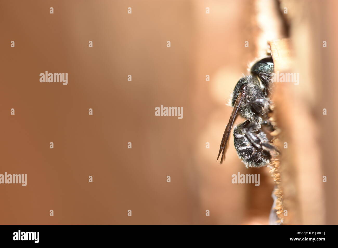 Osmia caerulescens, bleu abeille maçonne, une espèce d'abeille solitaire, entrant dans son nid d'un insecte hôtel. Banque D'Images