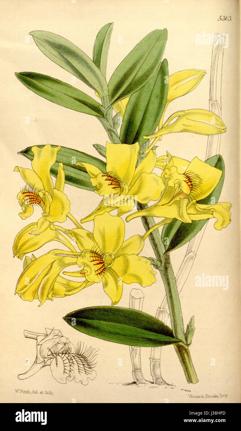 Dendrobium lowii 88 Curtis (Ser. N° 3 18) pl. 5303 (1862) Banque D'Images