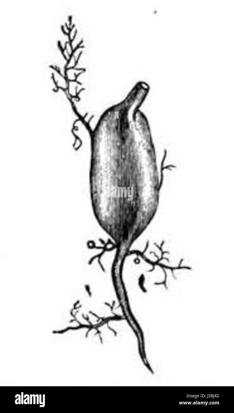 Darwin IP 26 Banque D'Images