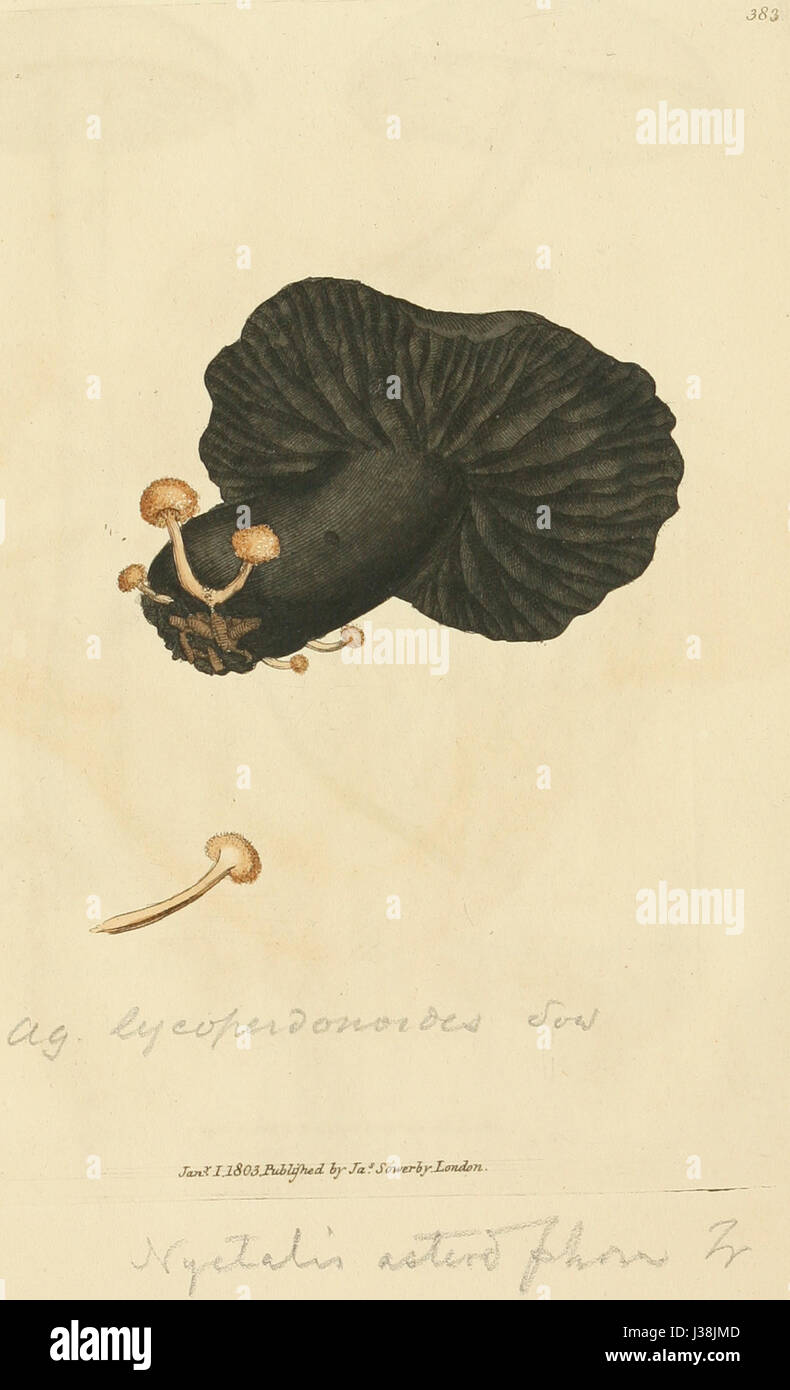 'Figures colorées de champignons anglais ou champignons' est une œuvre botanique illustrant diverses espèces de champignons en Angleterre, fournissant des images détaillées et des descriptions de leurs caractéristiques. Banque D'Images