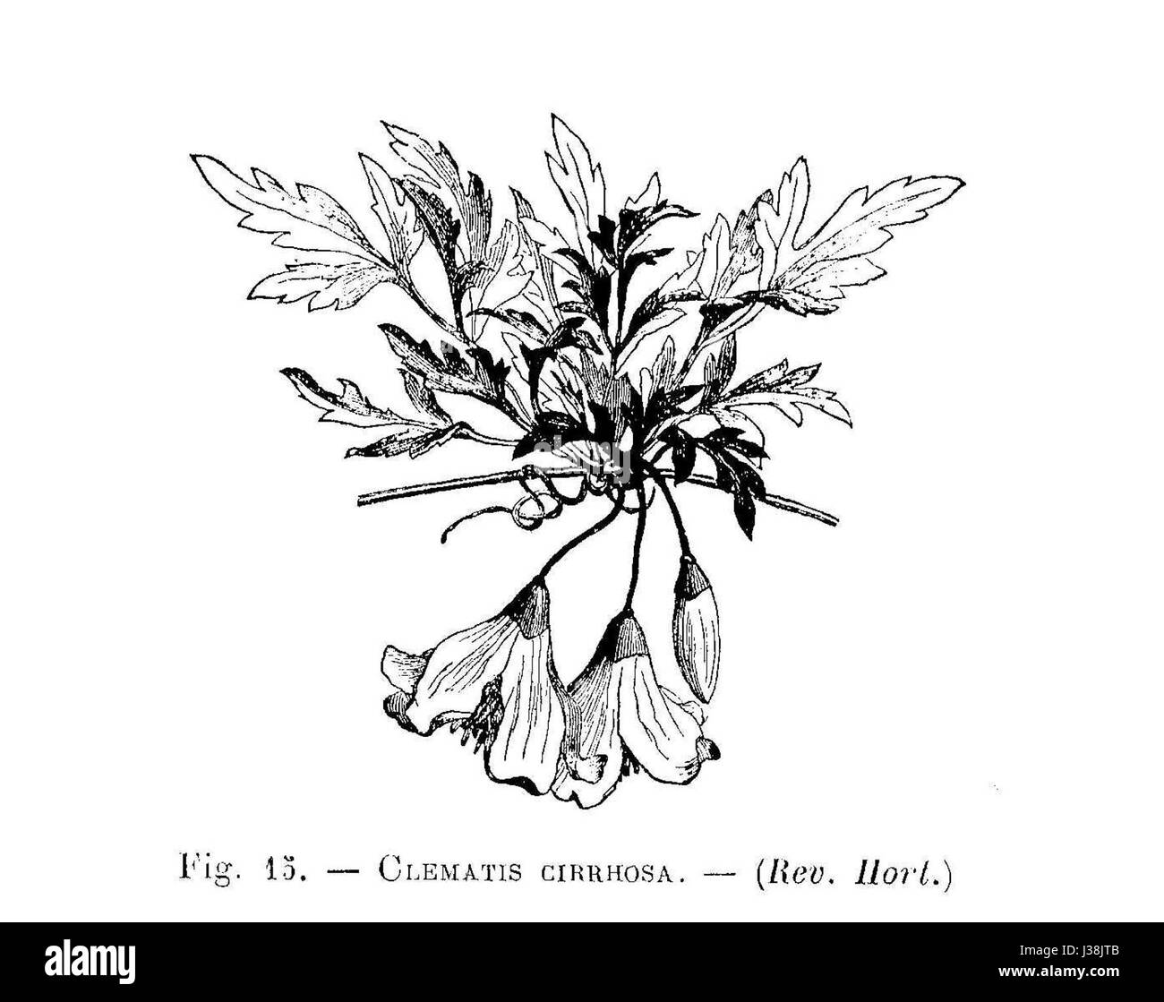 Clematis cirrhosa (dessin) Banque D'Images