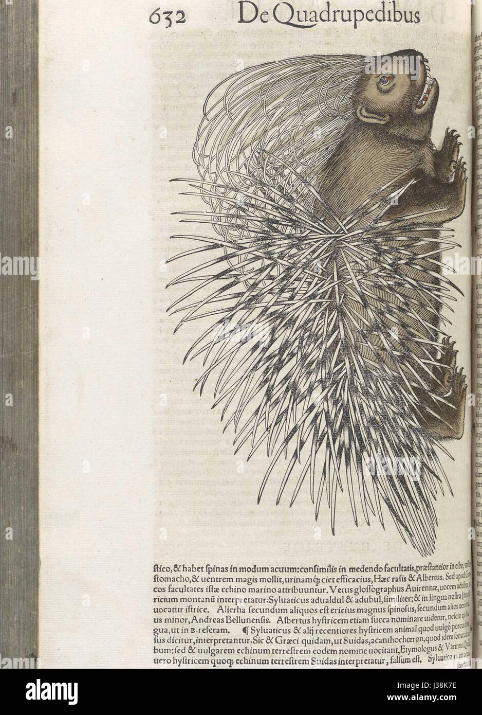 Les travaux de Conrad Gesner sur les quadrupèdes font référence à ses études sur les animaux à quatre pattes. Gesner, naturaliste suisse du XVIe siècle, a contribué à la zoologie par ses études détaillées sur les animaux, en particulier les mammifères, qui ont été publiées dans son ouvrage influent pendant la période de la Renaissance. Banque D'Images