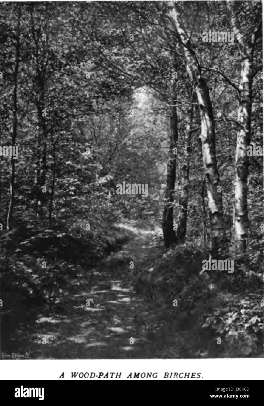 La couleur dans le jardin de fleurs16 Banque D'Images