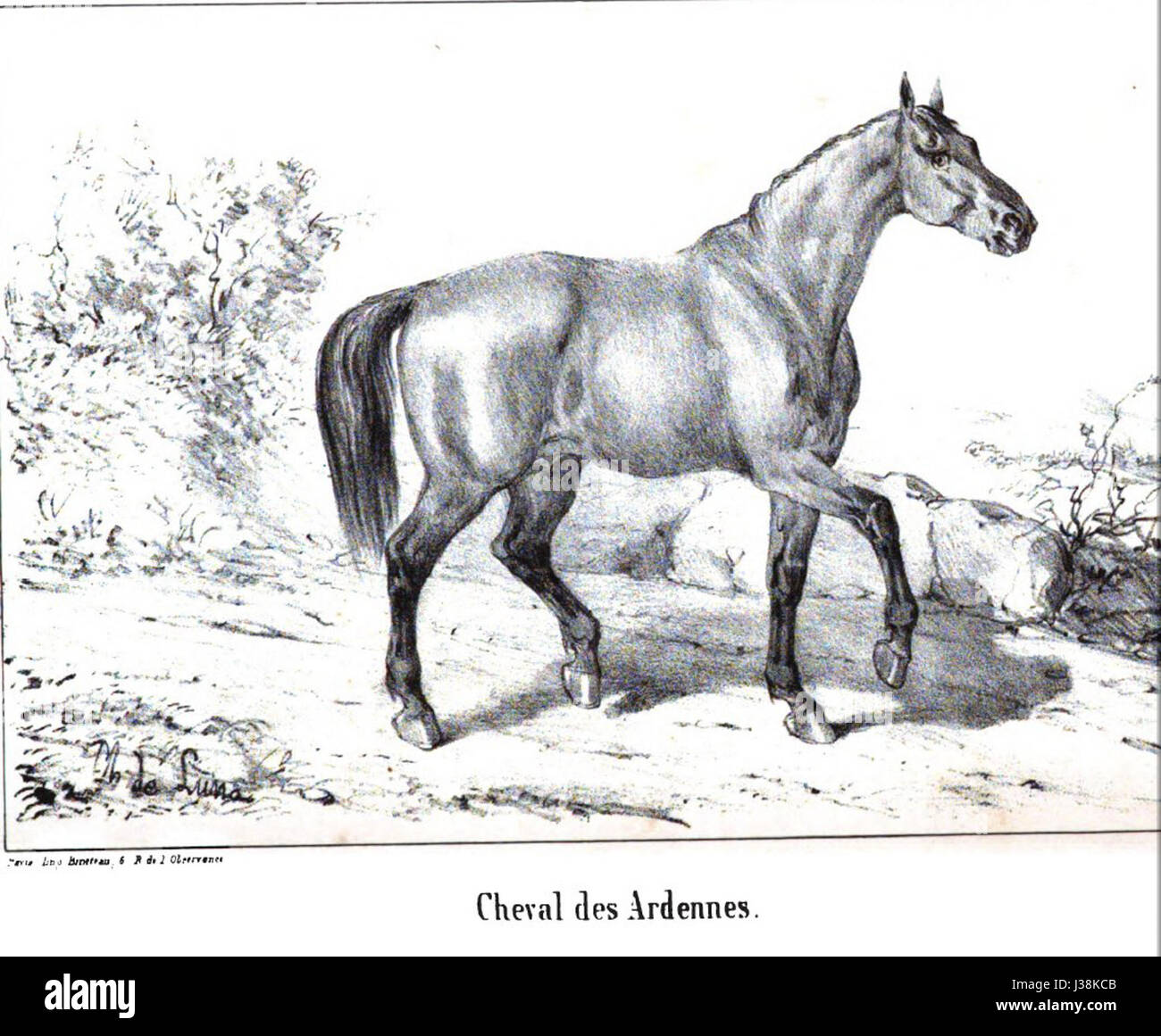 Le 'cheval Ardennes 1848' désigne une race de chevaux de trait, les Ardennes, originaire de la région ardennaise de France et de Belgique. Connus pour leur force et leur endurance, les chevaux ardennais ont été utilisés historiquement pour des travaux agricoles et militaires, en particulier au XIXe siècle en temps de guerre. Banque D'Images