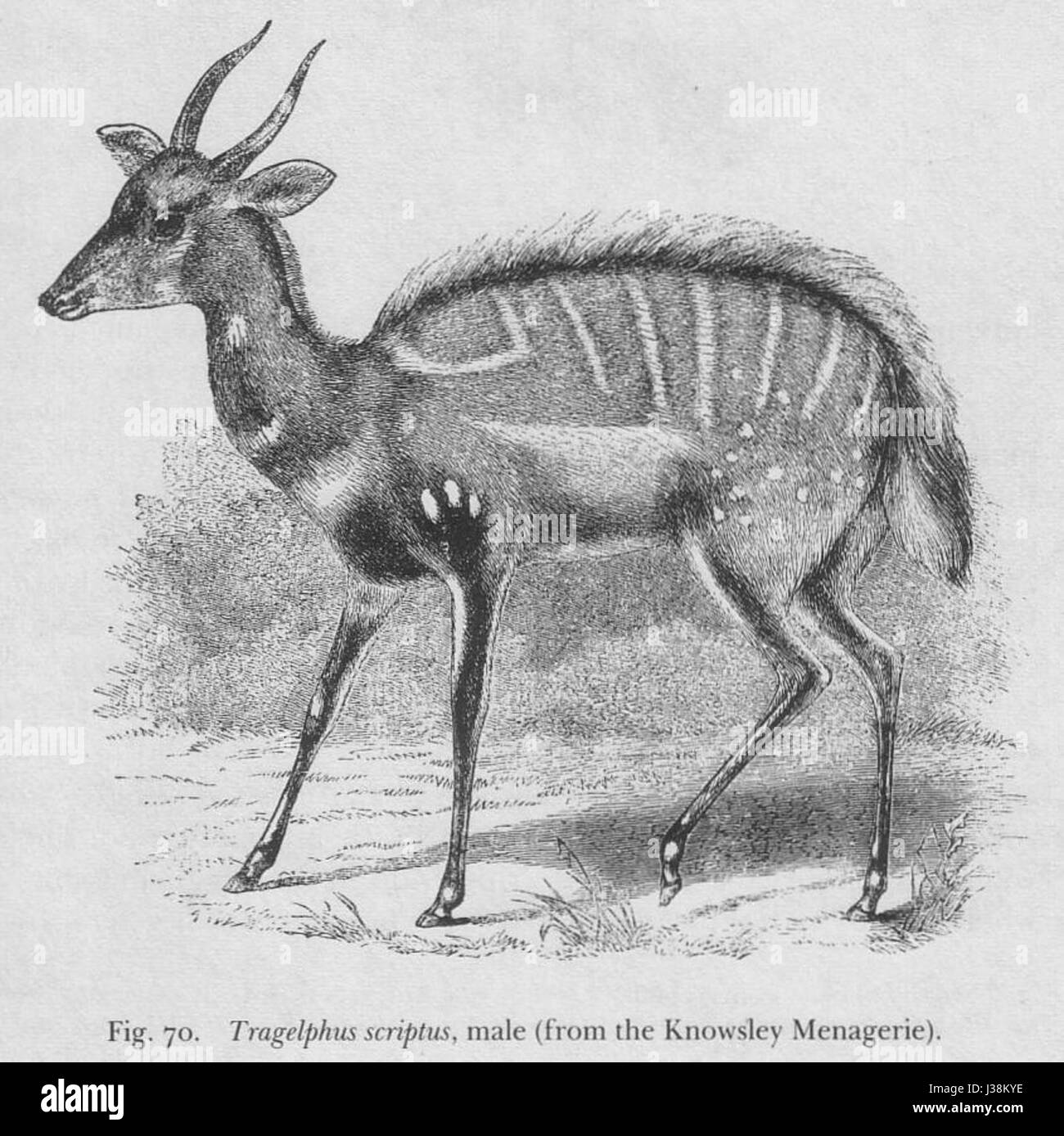 The Descent of Man de Charles Darwin, publié en 1871, traite de l'évolution humaine et de la relation entre les humains et les autres espèces. La figure 70 dans ce contexte représente une illustration liée à l'évolution des traits ou comportements humains. Banque D'Images