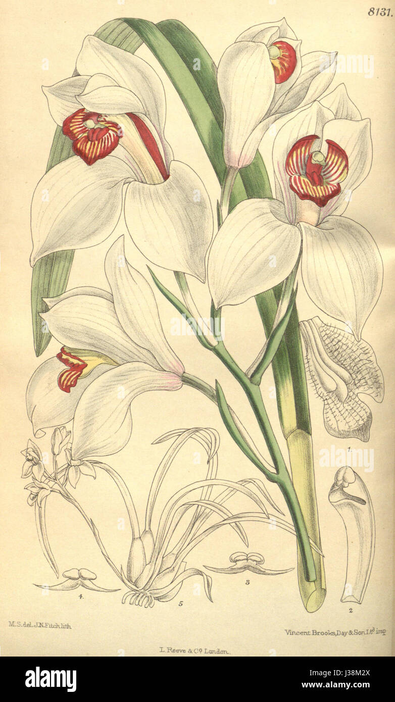 Cette illustration botanique du Curtis's Botanical Magazine représente Cymbidium erythrostylum, une espèce d'orchidée. Le dessin détaillé de la publication de 1907 donne un aperçu de l'apparence et de la classification de la plante. Banque D'Images