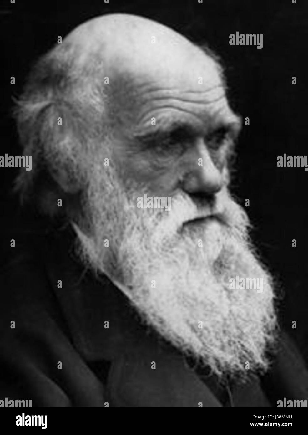 Profil de Darwin Banque D'Images