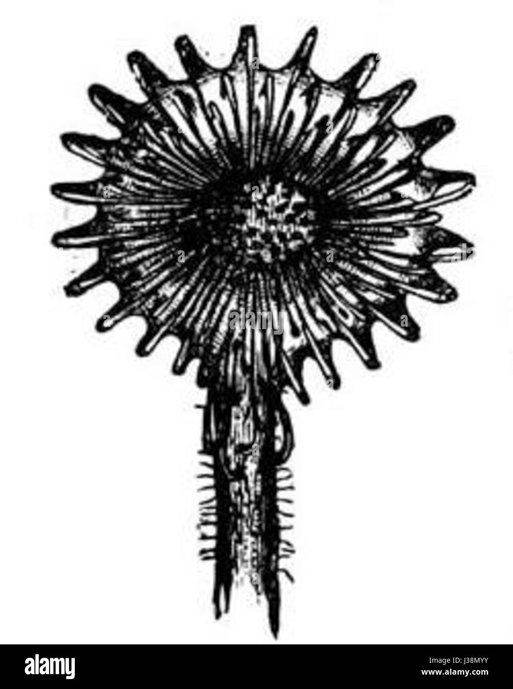 Ce titre fait probablement référence à un document de propriété intellectuelle lié à Darwin, qui peut impliquer des contributions scientifiques, des théories ou des inventions liées aux recherches de Charles Darwin. Banque D'Images