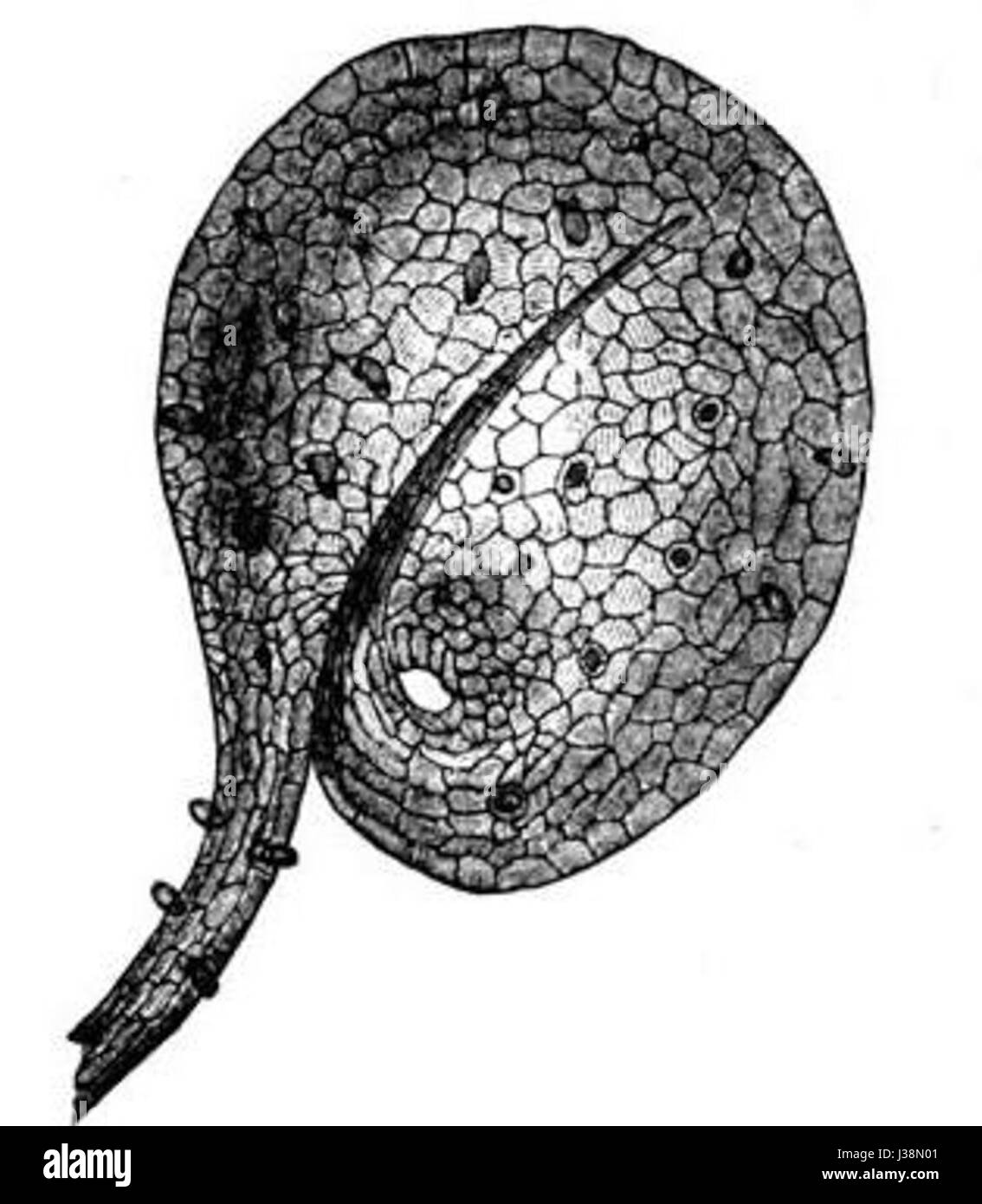 Darwin IP 27 Banque D'Images