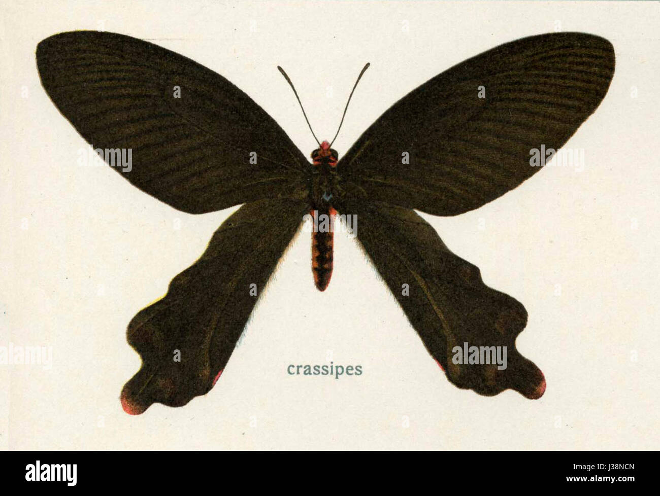 Crassipes est un genre de plantes aquatiques, communément connu pour l'espèce Eichhornia crassipes, ou jacinthe d'eau, reconnue pour ses feuilles flottantes et ses fleurs violettes. Banque D'Images