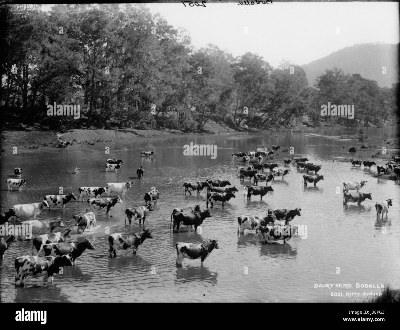 Troupeau laitier, Bodalla du Powerhouse Museum Collection Banque D'Images