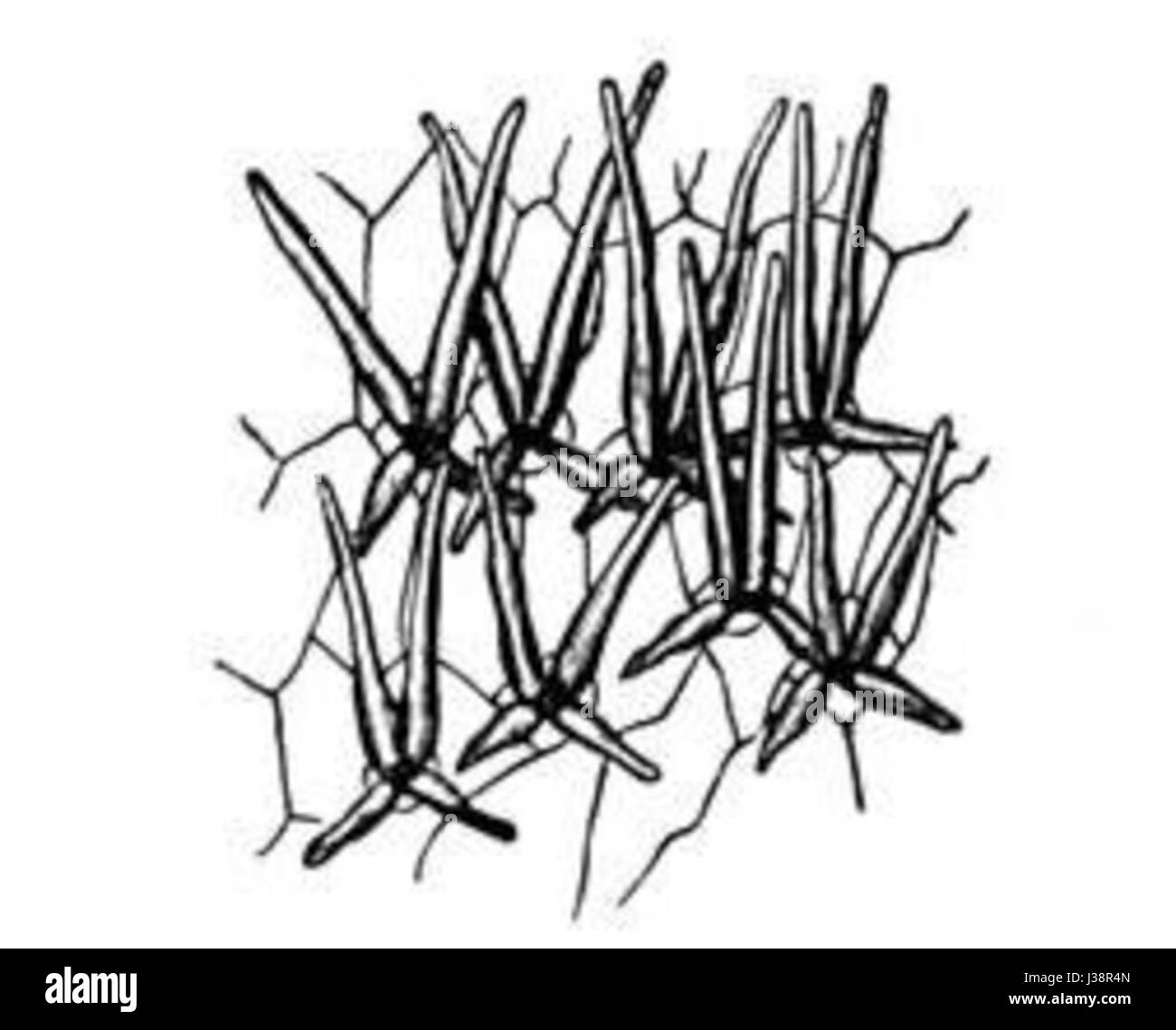 Darwin IP 21 Banque D'Images