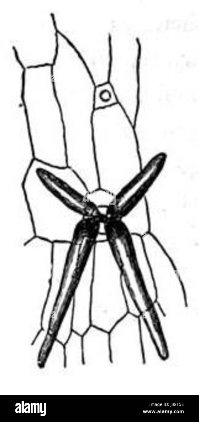 Darwin IP 22 Banque D'Images