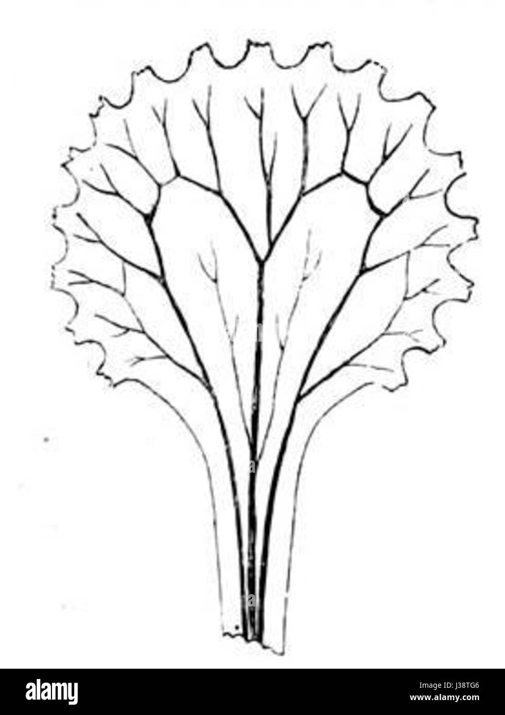 'Darwin IP 1' fait référence à une pièce liée aux théories de Charles Darwin sur l'évolution. L'œuvre d'art ou la représentation est inspirée par les contributions intellectuelles de Darwin à la science, mettant en valeur l'impact plus large de son travail sur l'histoire naturelle et la biologie. Banque D'Images