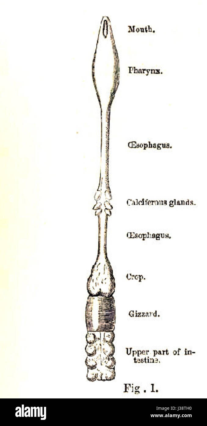 Illustration scientifique de Charles Darwin montrant l'anatomie et la fonction des vers de terre, démontrant leur importance dans l'écologie des sols. Banque D'Images