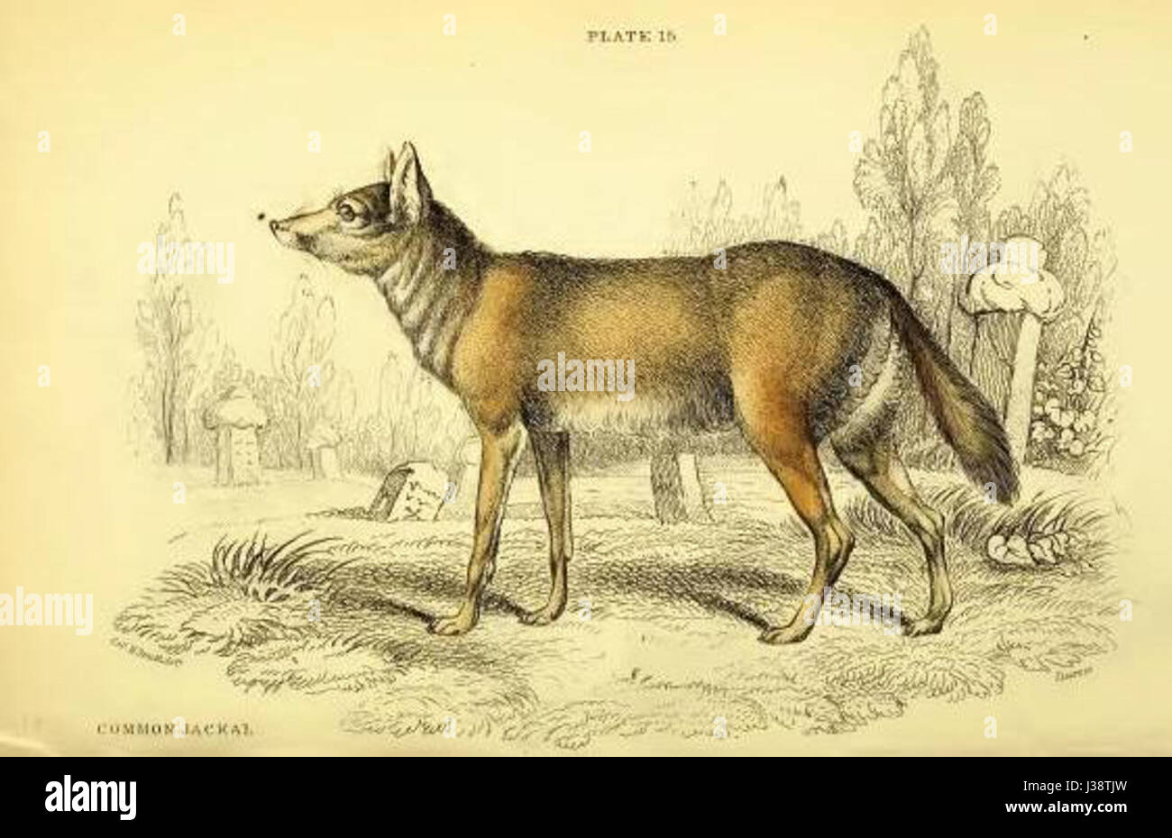 Commonjackal Banque D'Images Commonjackal Banque D'Images