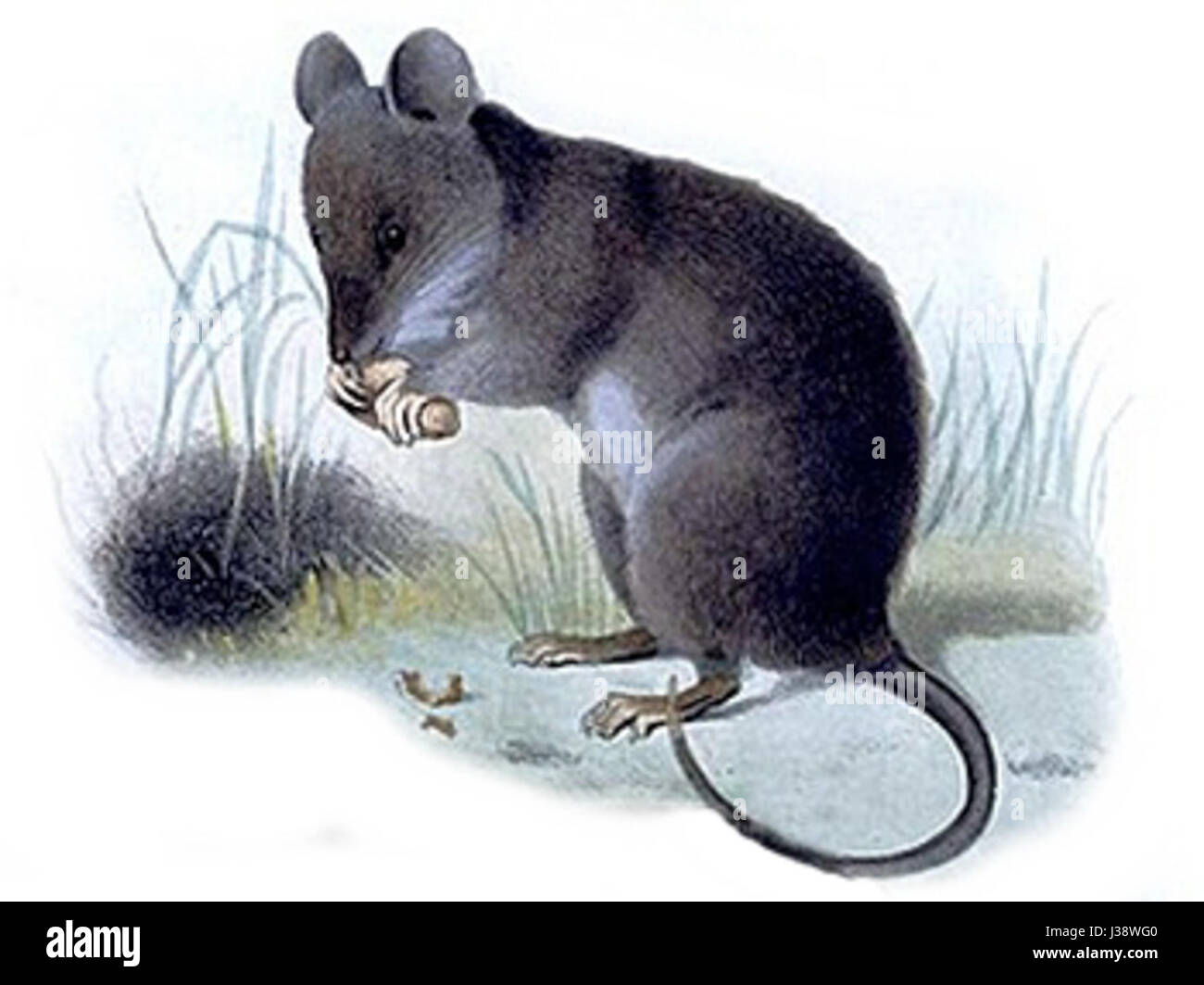 Chrotomys silaceus est une espèce de rongeur trouvée aux Philippines, connue pour son habitat spécifique dans les zones montagneuses. Il fait partie de la famille des rongeurs, contribuant à la biodiversité de la région. Banque D'Images