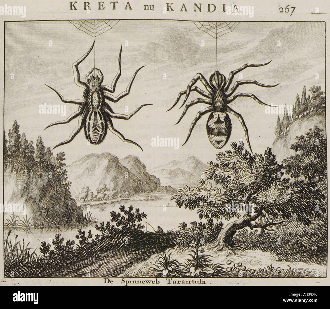 'De Spinneweb' est un ouvrage d'Olfert Dapper, publié en 1688, décrivant la tarentule et d'autres phénomènes naturels. Le livre contribue à l'étude des arachnides et du monde naturel au XVIIe siècle. Banque D'Images