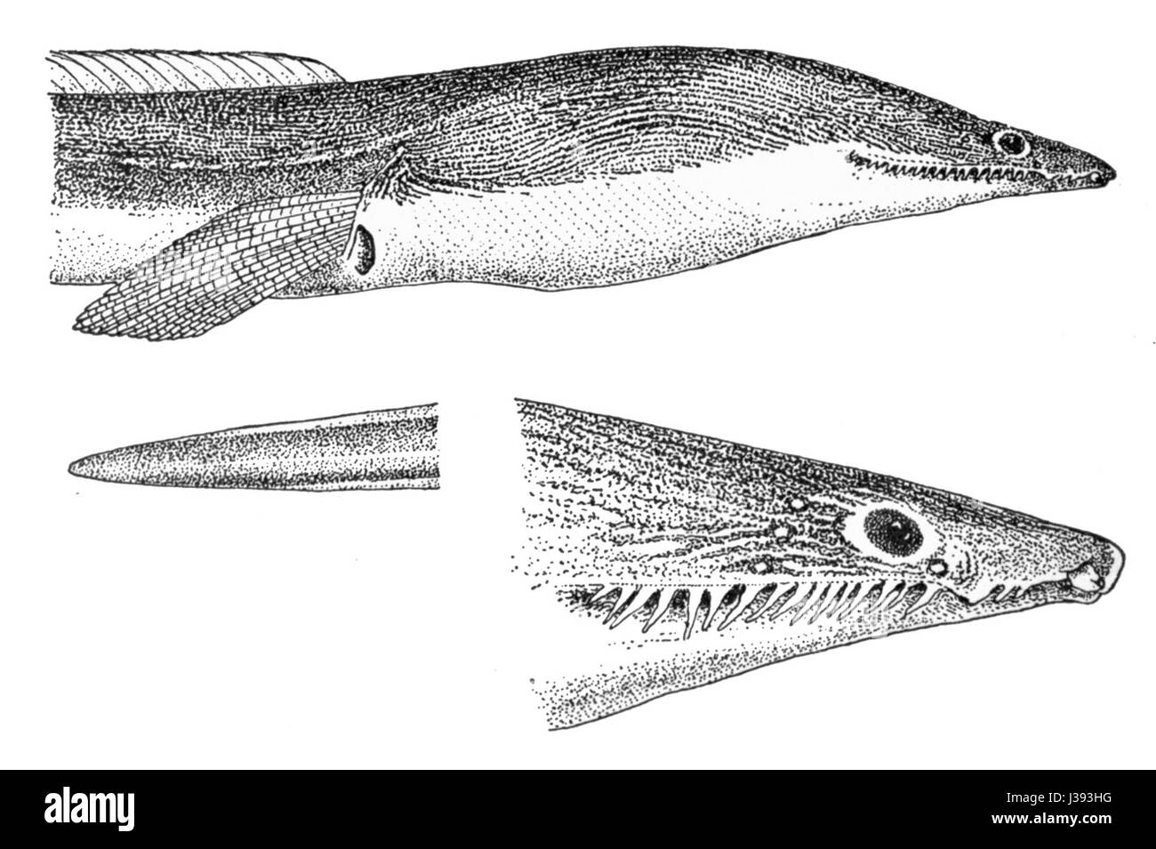 Cirrhimuraenachinensis, une espèce de poisson de la famille des Siganidae, communément appelé le lapin, originaire de la région Indo-Pacifique. Il est connu pour son aspect distinctif et ses préférences en matière d'habitat. Banque D'Images