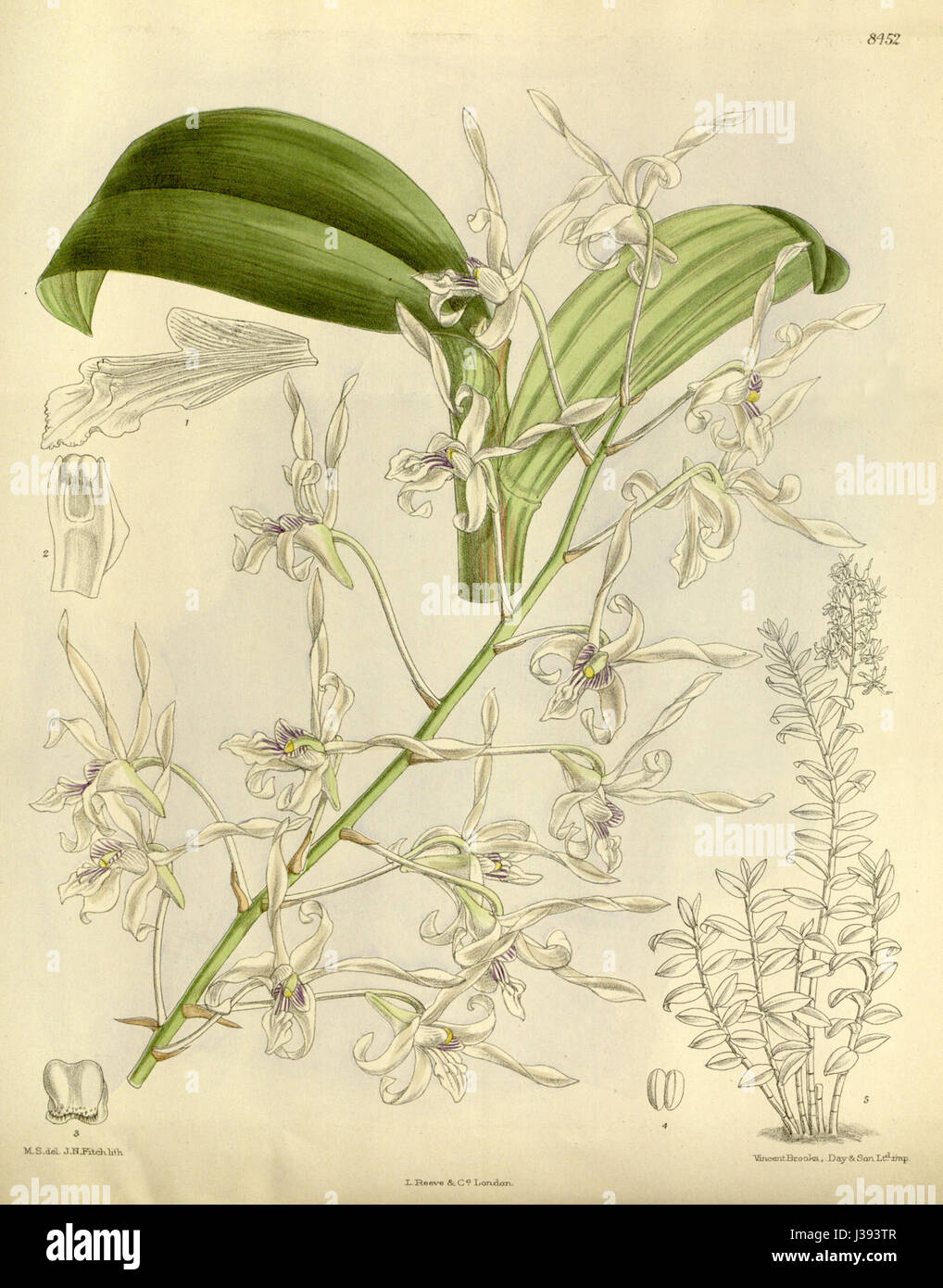 Dendrobium gouldii, anciennement connu sous le nom de Dendrobium imthurnii, est une espèce d'orchidée décrite dans le magazine Botanical de Curtis. Cette illustration de 1912 met en valeur ses caractéristiques florales et botaniques distinctives. Banque D'Images